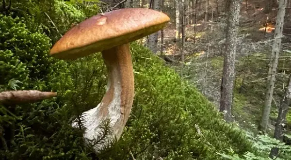 Gdzie na grzyby z noclegiem? Odkryj idealne miejsca na wypoczynek
