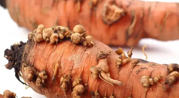 Pomarańczowe marchewki z naroślami, które pokazują, co to są nicienie.
