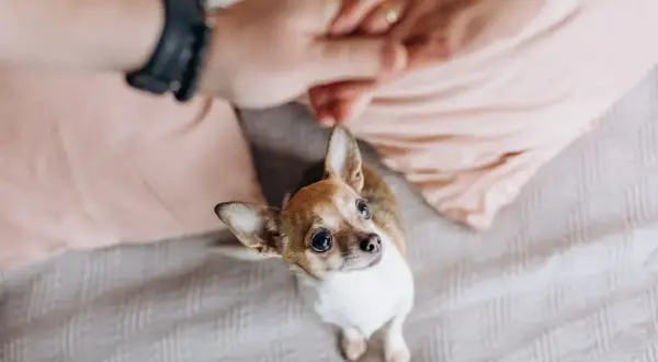 Mały piesek chihuahua patrzy z wyrzutem na dłonie właściciela, wyraźnie zazdrosny o uwagę.