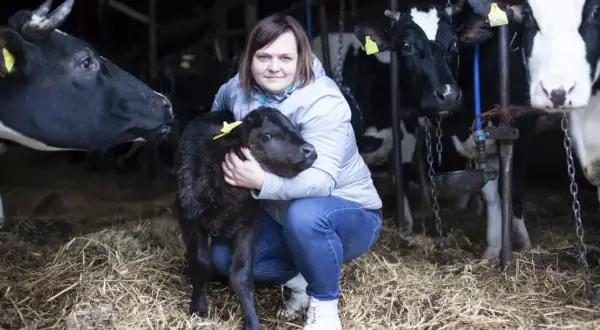 Kobieta tuli czarne cielę, przyszłą krowę wagyu, w oborze pełnej innych krów.