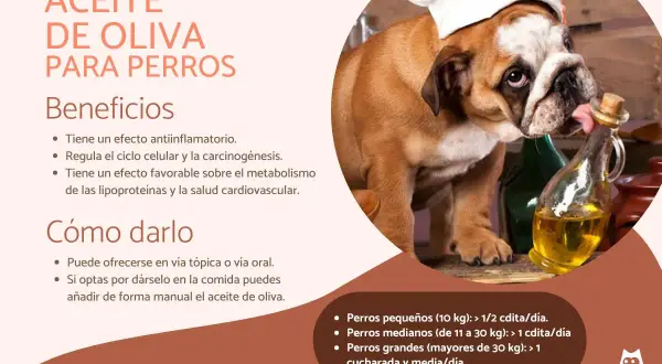 Un bulldog con gorro de chef lame aceite de oliva de una botella. El aceite de oliva es bueno para los perros, ofreciendo beneficios antiinflamatorios y cardiovasculares.