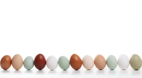 Eine Reihe von Hühnereiern in verschiedenen Farben, von braun über grün bis weiß. Welches Huhn legt rosa Eier? Diese hier nicht, aber sie sind trotzdem schön.