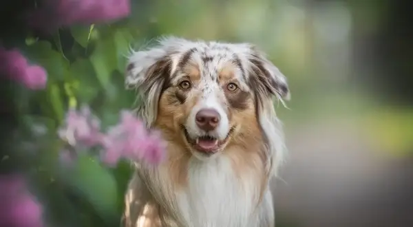 Piękny pies rasy Aussie z charakterystycznym umaszczeniem merle, otoczony kwitnącymi, różowymi kwiatami.