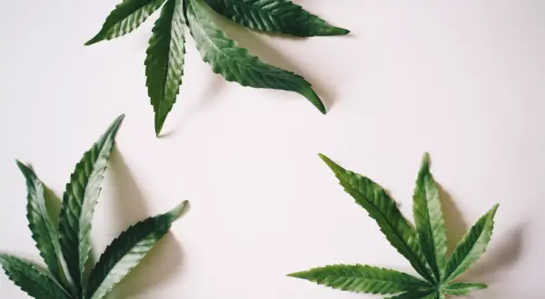 Ile rośnie marihuana? Poznaj etapy i przyspiesz zbiory!