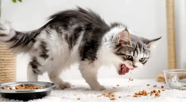 Gato comiendo con avidez, quizás buscando la valeriana para gatos que le da energía.