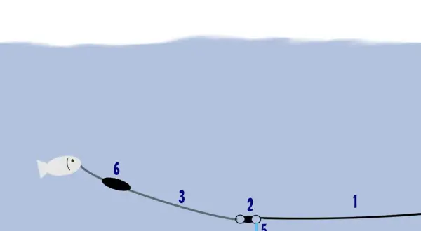 Schema einer u posen montage: Köderfisch (6) schwimmt, während ein Wurm (4) am Grund wartet.