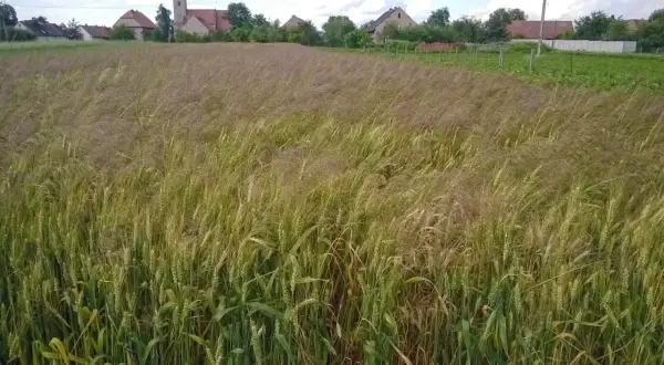 Jak wygląda miotła w zbożu? Poznaj jej cechy i skutki dla plonów