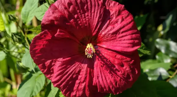 Duży, karminowy hibiskus z żółtym środkiem. Idealny czas, by pomyśleć, kiedy przycinać hibiskus, by pięknie kwitł.