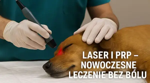 Co robi weterynarz i jak dba o zdrowie Twojego zwierzęcia?