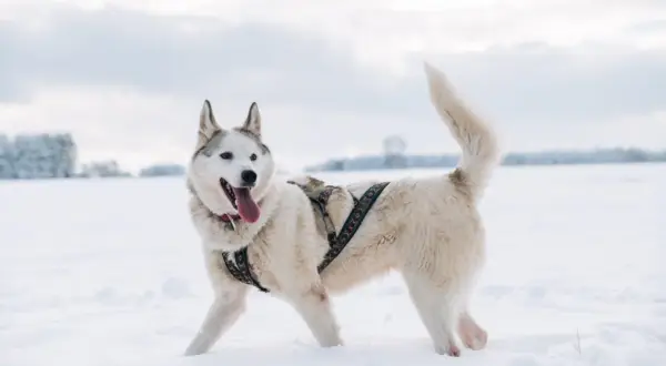 Jakie szelki dla husky zapewnią komfort i bezpieczeństwo Twojemu psu