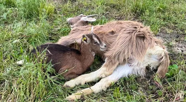 Une petite chèvre brune, l'air effrayée, se blottit contre une chèvre plus grande dans l'herbe.