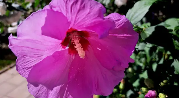 Piękny, fioletowy hibiskus kwitnie na żyznej ziemi. Widać jego delikatne płatki i pręciki.