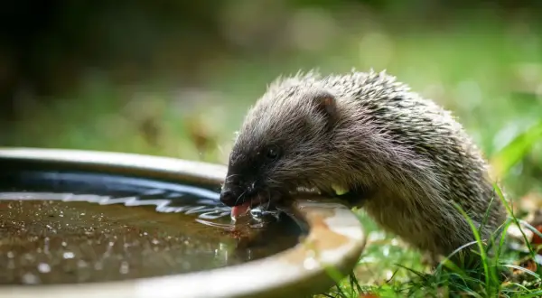 Mały jeż pochyla się nad miską z wodą, by ugasić pragnienie. Widać, co piją jeże w upalny dzień.