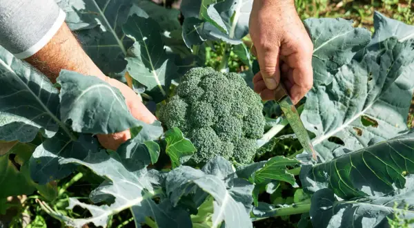 Här skördas en stor, grön broccoli. Det är en härlig känsla att odla broccoli själv och se resultatet.
