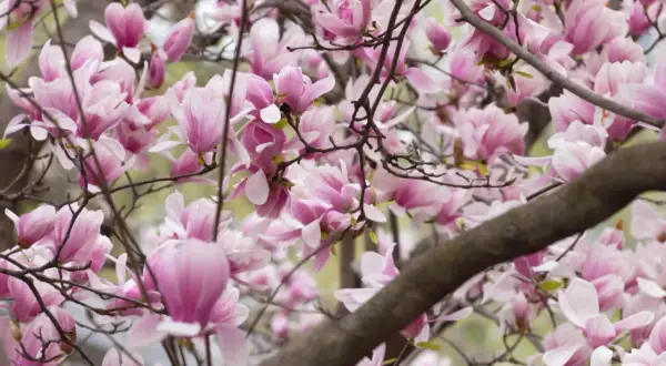 Delikatne, różowe kwiaty magnolii rozkwitają na gałęziach, tworząc wiosenny obraz. Kiedy kwitnie magnolia, świat staje się piękniejszy.