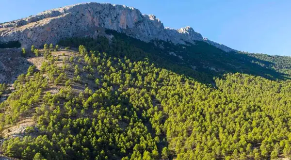 Majestuosas sierras de Almería cubiertas de pinos verdes bajo un cielo azul claro.