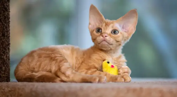 Pomarańczowy kotek rasy Devon Rex z kręconą sierścią leży z żółtą zabawką.