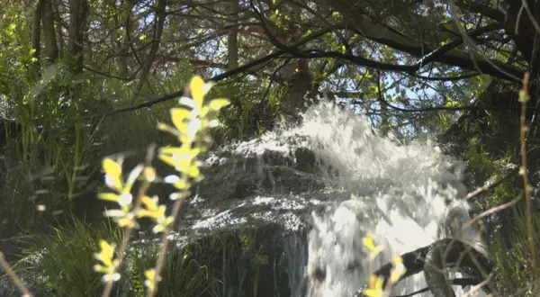 Agua cayendo en cascada por rocas cubiertas de musgo, rodeada de vegetación frondosa. Una presilla de canencia natural en su máximo esplendor.