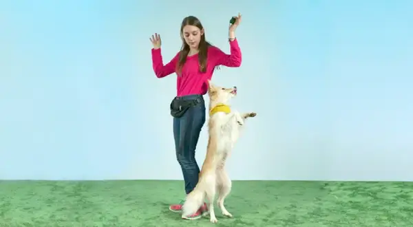 Ein Mädchen trainiert seinen Hund für ausgefallene Hundetricks. Der Hund steht aufrecht und schaut erwartungsvoll nach oben.