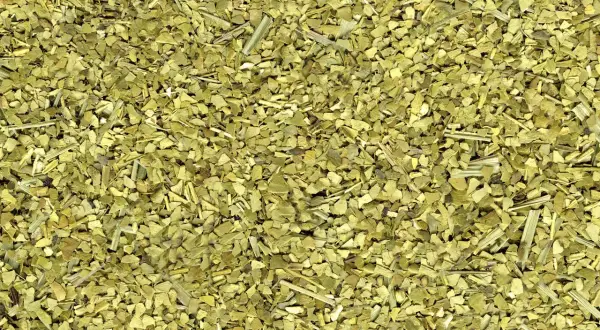 Torkade blad och stjälkar av yerba mate, en grön, krispig blandning redo att bryggas.