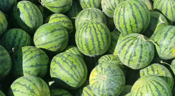 Kiedy jest sezon na arbuzy? Sprawdź, kiedy są najsmaczniejsze!