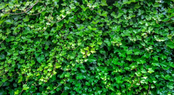 Gęsty, zielony żywopłot z bluszczu tworzy naturalną ścianę. Liście o różnych odcieniach zieleni tworzą bogatą teksturę.