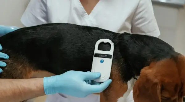 Tierarzt chippt Hund. Ein Scanner wird über das Fell gehalten, um die Identifikationsnummer zu lesen.
