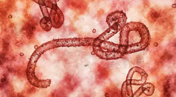 Czerwone, nitkowate cząsteczki wirusa ebola unoszą się w krwistym środowisku.
