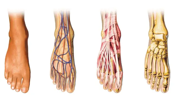 Anatomia stopy: skóra, naczynia krwionośne, mięśnie i kości.