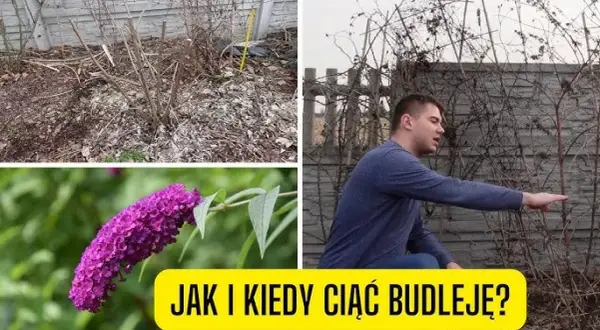 Jak przycinać budleję? Sekrety obfitego kwitnienia i zdrowia