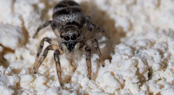En hoppspindel med randig kropp sitter på en vit, kornig yta. Spindlar i huset bra eller dåligt? Denna lilla jägare kan vara en hjälp.