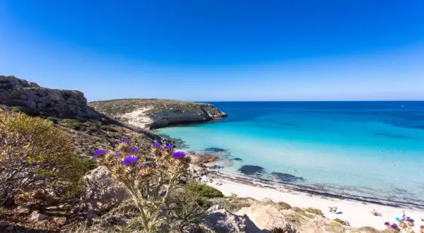 Vista mozzafiato di spiagge belle Sicilia, con acque cristalline, rocce e fiori viola in primo piano.