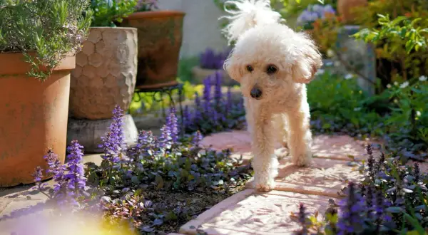 A fluffy white poodle walks on a stone path through a garden with purple flowers. Are lilacs poisonous to dogs? This garden has other plants.