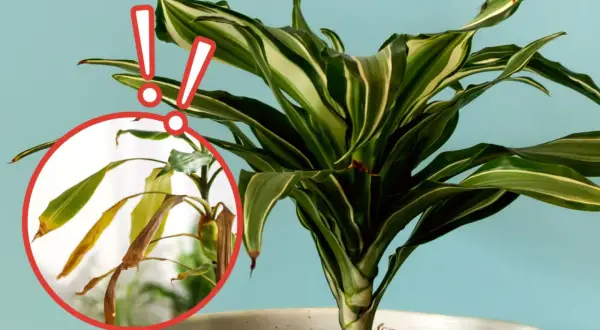 Dracena jak dbać? Zwróć uwagę na żółknące liście, to znak, że roślina potrzebuje pomocy.