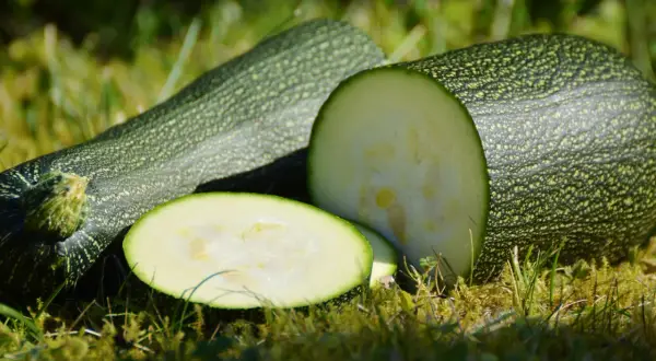 Färska, nyplockade zuccinis ligger på gräset. En är skuren i skivor och visar det ljusa innanmätet. Perfekt för att odla zuccini i sommar!
