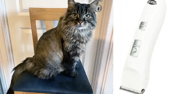 En långhårig katt sitter på en stol, ser skeptisk ut. Bredvid syns en vit klippmaskin, redo för att klippa klor på katt som inte vill.