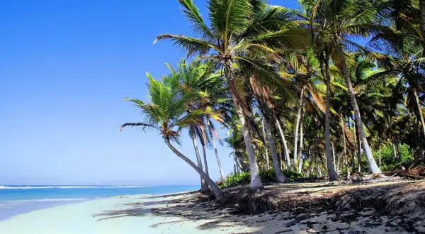 Rajska plaża z palmami i turkusowym oceanem. Idealne miejsce, by zastanowić się, kiedy najlepiej jechać na Dominikanę.