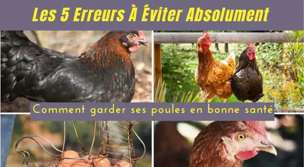 Élever des poules pondeuses demande attention. Découvrez comment garder vos poules en bonne santé et éviter les erreurs courantes.