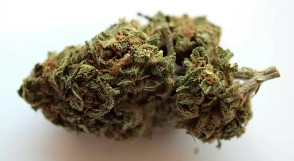 Zielona, zbita marihuana z pomarańczowymi włoskami, gotowa do użycia.