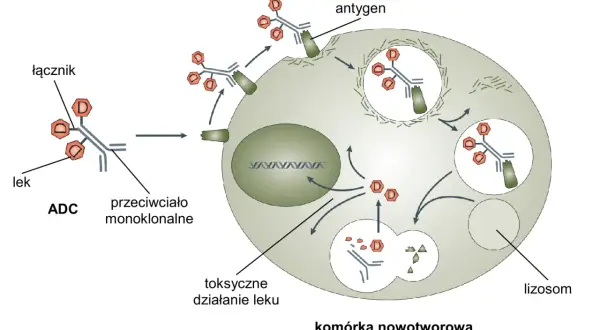 Co to jest komórka w biologii? Zrozumienie podstaw życia i funkcji