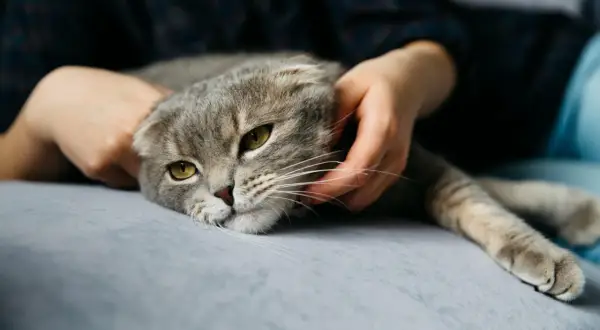 Smutny kot z żółtymi oczami, głaskany przez dłoń. Czy to fiv u kota objawy?