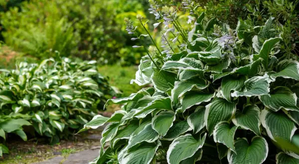 Kwitnąca hosta z zielono-białymi liśćmi na tle ogrodu.