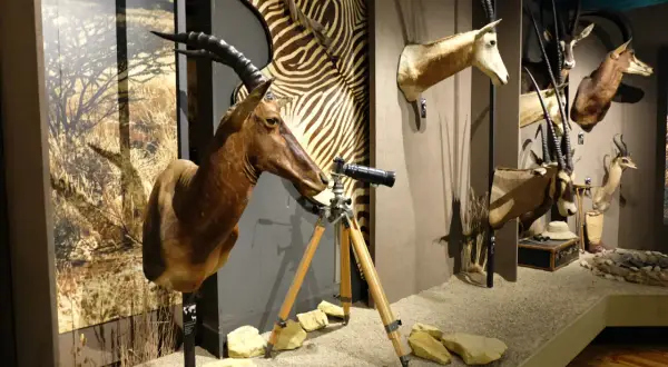 Muzeum łowiectwa i jeździectwa Warszawa - odkryj fascynujące eksponaty