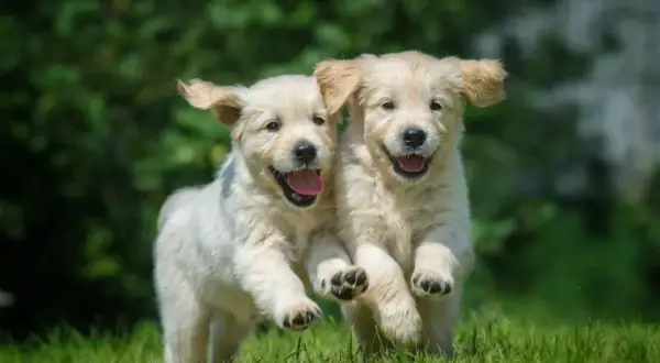Dwa radosne szczenięta golden retriever biegające po trawie. Ich szczęśliwe mordki sugerują, że nawet podatek od psa nie zepsułby im dnia.