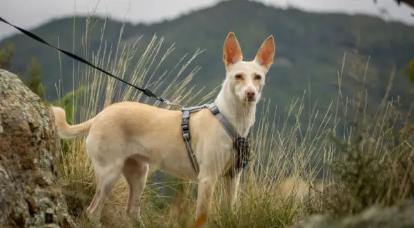 Podenco con arnés y correa en un paisaje montañoso. Aprende como educar a un podenco para disfrutar de aventuras juntos.
