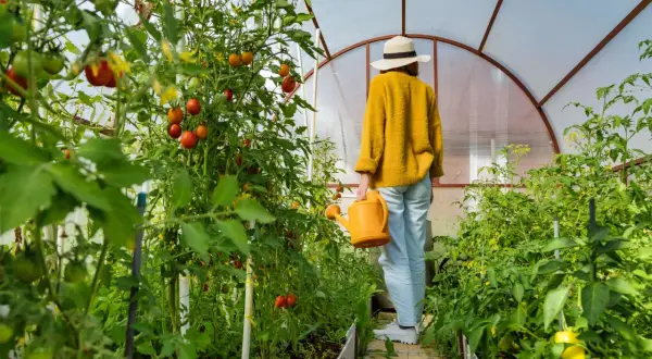 Frauen in einem Gewächshaus mit reifen Tomaten, die an einer selbstgebauten Tomatenrankhilfe wachsen.