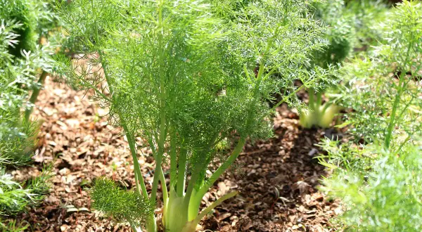 Fenchelpflanzen im Garten, die zeigen, wie fenchel gute nachbarn für andere Pflanzen sind.
