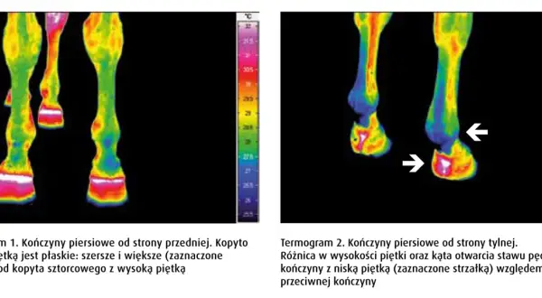 Termogramy końskich nóg. Na pierwszym widać kopyto szorstkowe z wysoką piętką. Na drugim strzałka wskazuje różnicę w piętce.