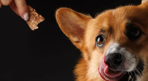 Corgi z językiem na pysku czeka na przysmak. Czy to karma sucha czy mokra dla psa?