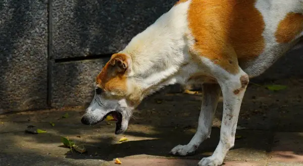 Perro de pelaje blanco y marrón con la boca abierta, parece que va a vomitar. Se ve un poco de vómito marrón en el suelo.